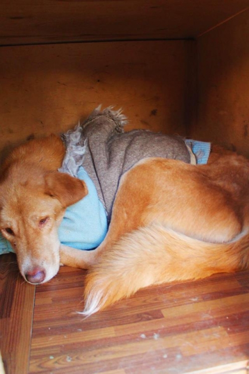 მეტისი უსახელო