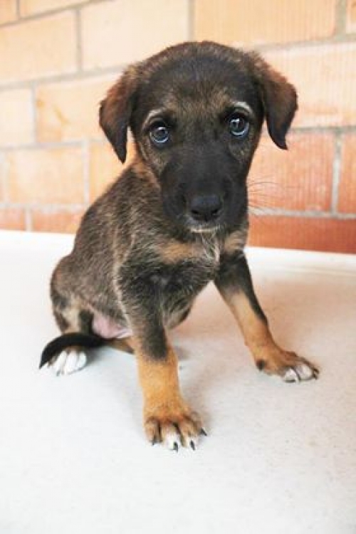 მეტისი უსახელო