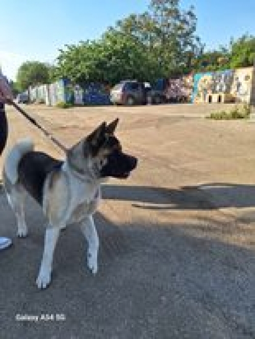 აკიტა იოკო