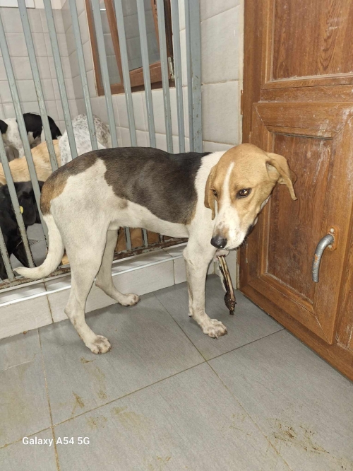 მეტისი საჩხერე სოფ. პერევი