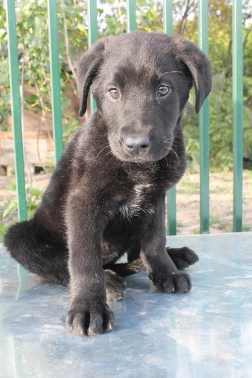 მეტისი ჯესი