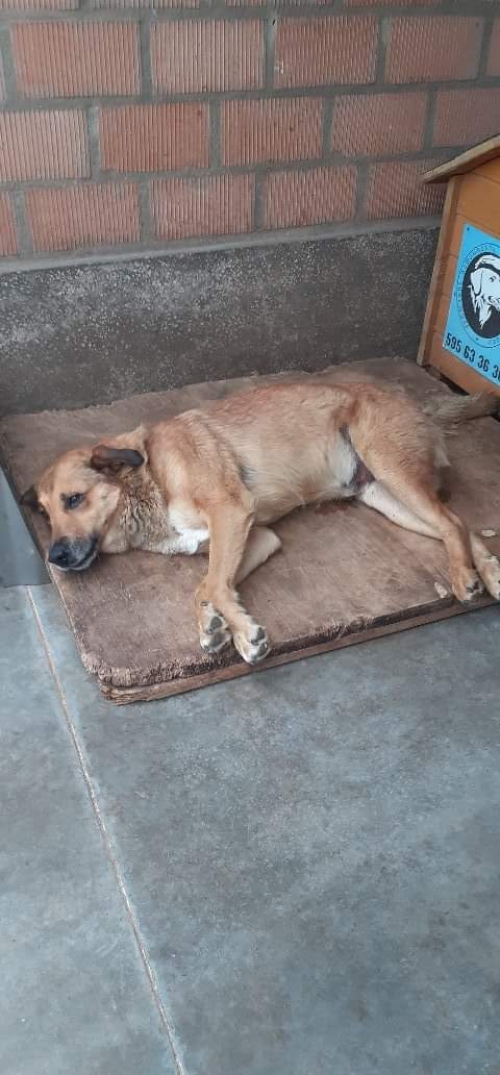 მეტისი რიჟიკა