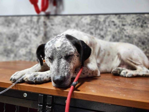 მეტისი დიდი დიღომი. მარიამ რუსიშვილი