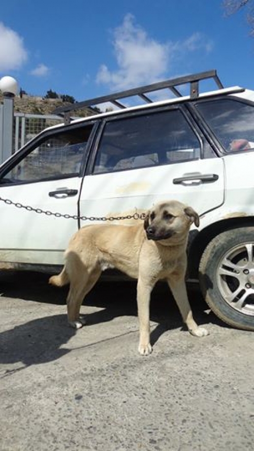 მეტისი ბომბორა