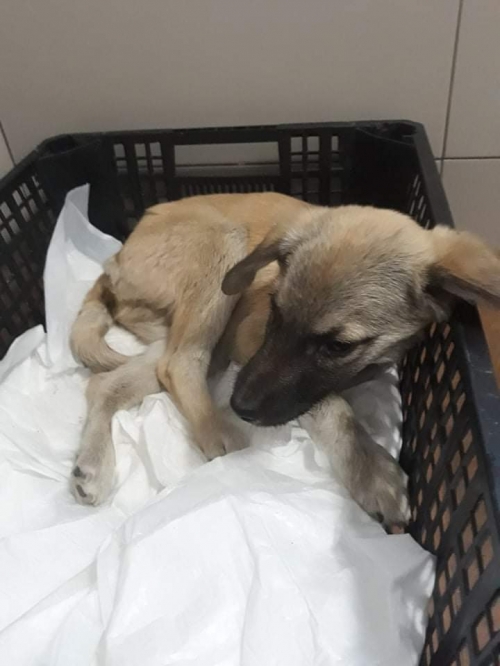 მეტისი უსახელო