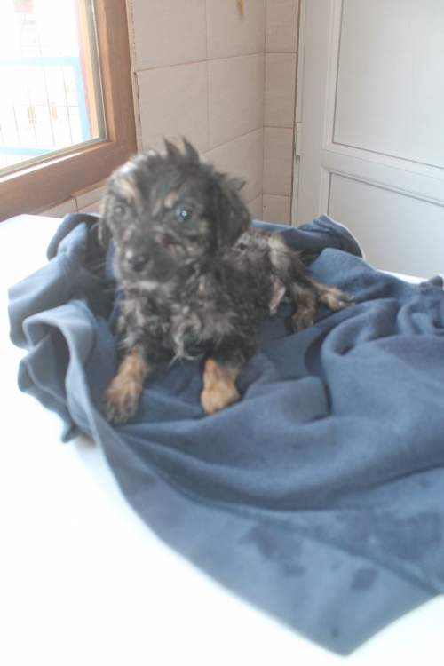 მეტისი უსახელო