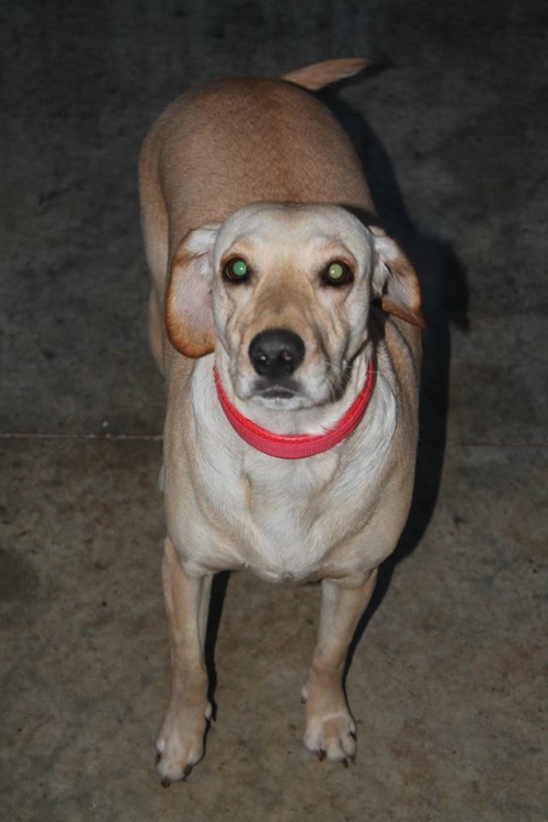 ლაბრადორის მეტისი უსახელო