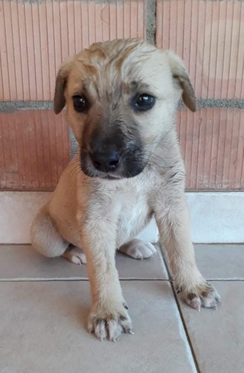 მეტისი უსახელო