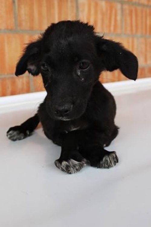 მეტისი უსახელო