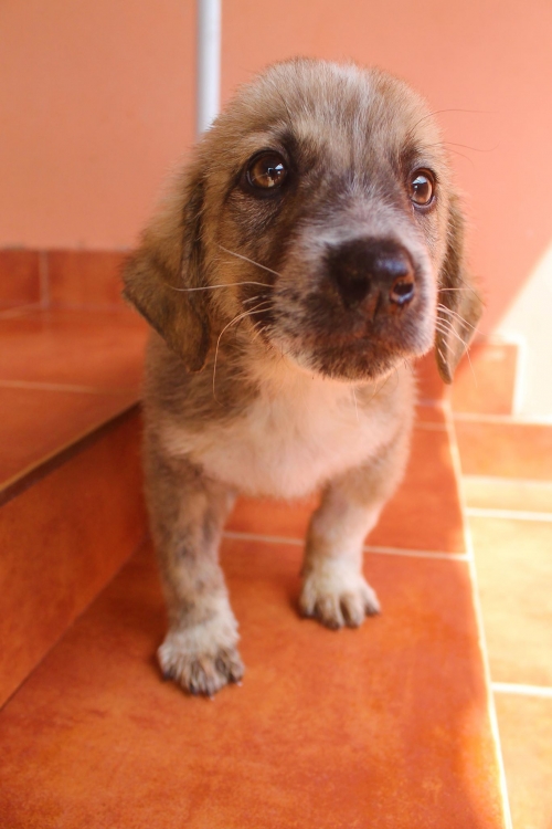 ქართული ქოფაკი გუდუნა