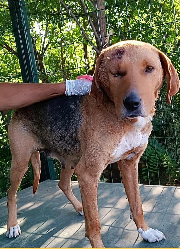 მეტისი. ცვარიჭამია