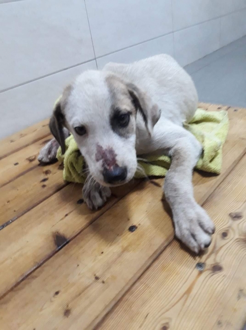 მეტისი აეტოპორტის დასახლება