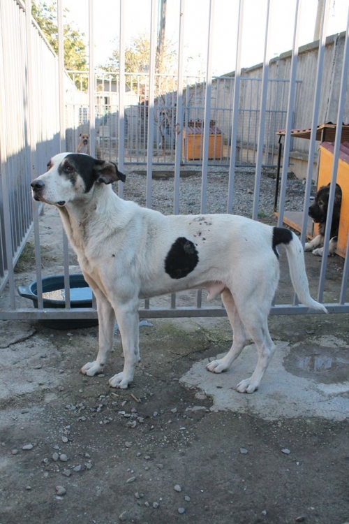 პიტბულის მეტისი ბურდღა