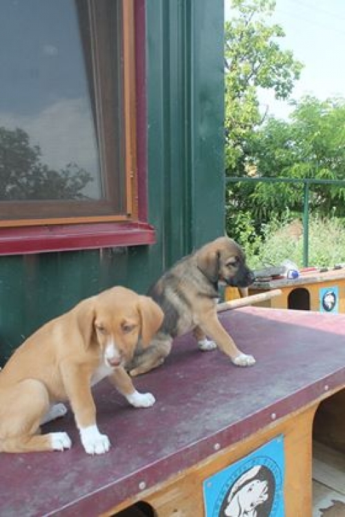 მეტისი უსახელო