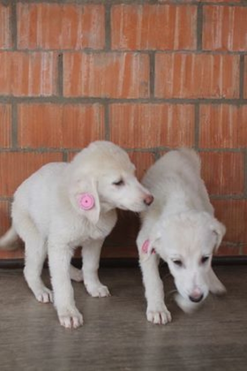 მეტისის ლეკვები უსახელო