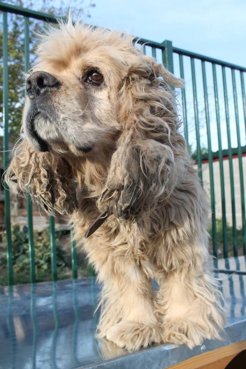 ამერიკული კოკერსპანელი უსახელო