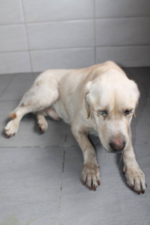 ლაბრადორი ბუბი