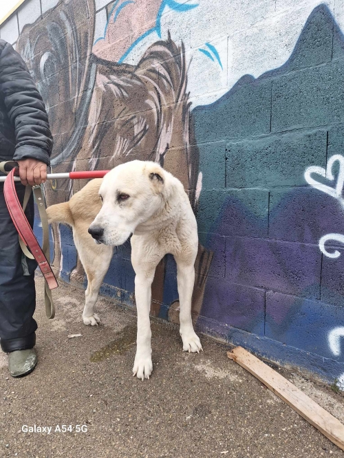 ქართული ნაგაზი კახეთი