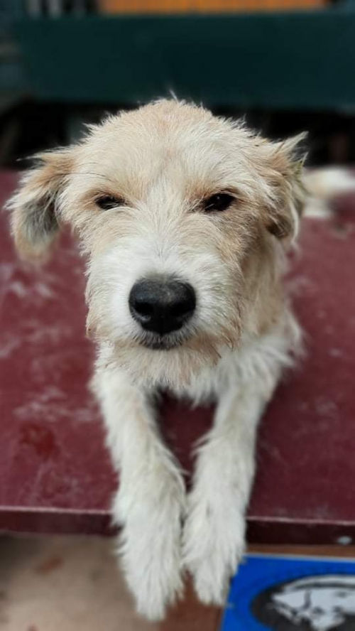 ბალონკა ქაეროს ქუჩა ვისოლის კალონკა