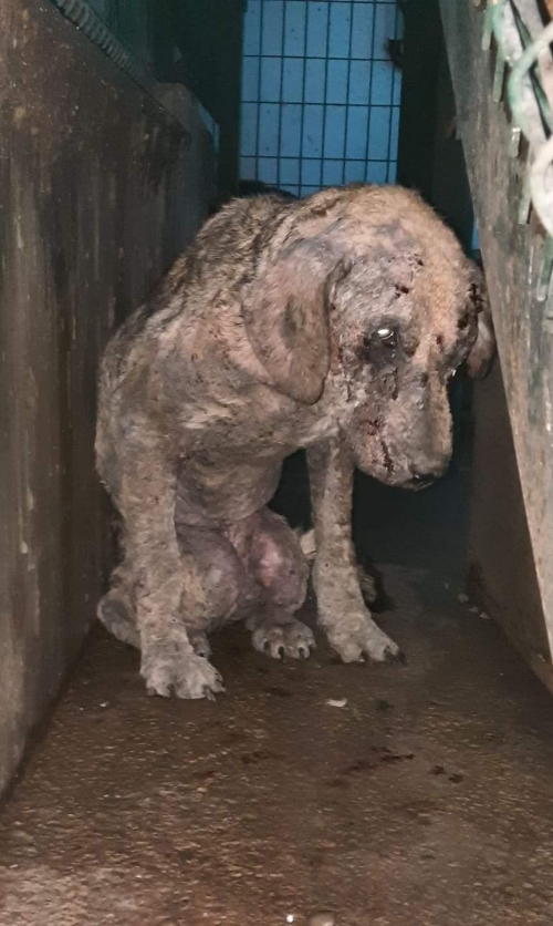 მეტისი უსახელო