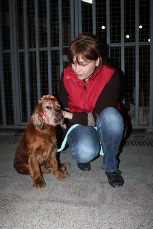 ინგლისური კოკერსპანელი უსახელო