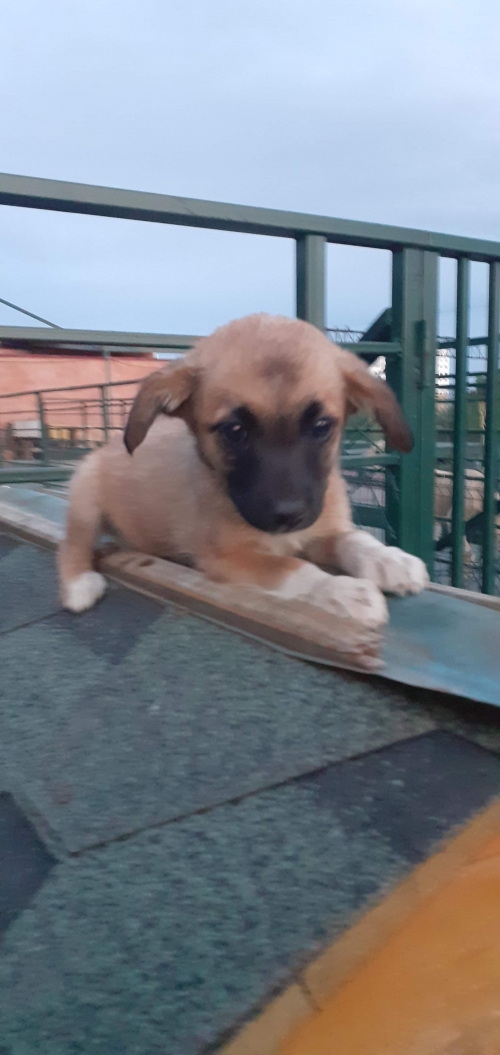 მეტისი უსახელო