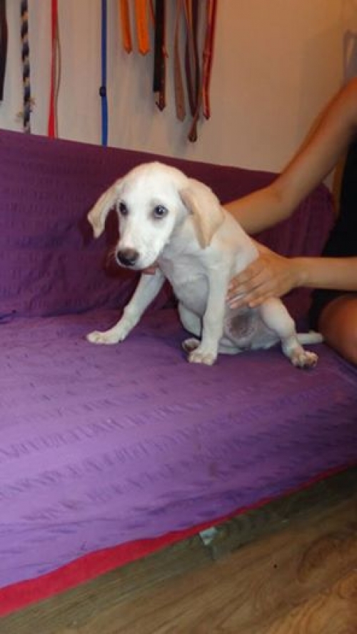 ლაბრადორის მეტისი უსახელო