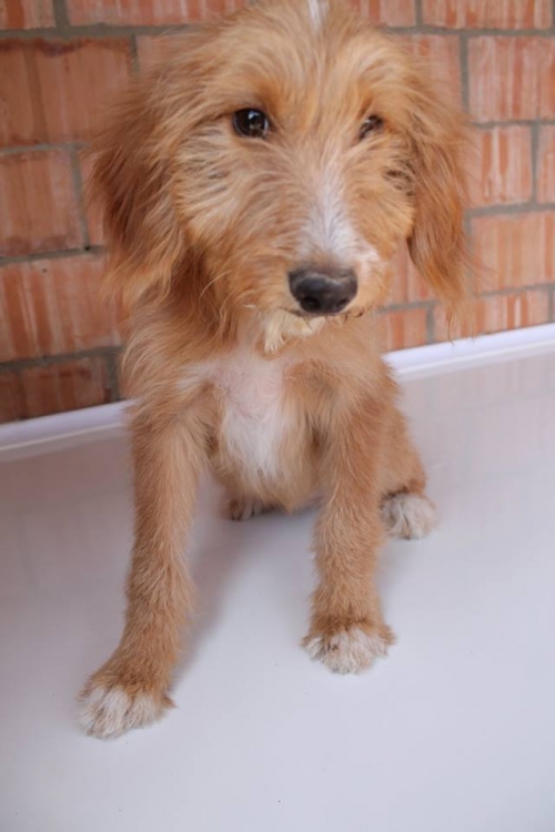 ბალონკა უსახელო