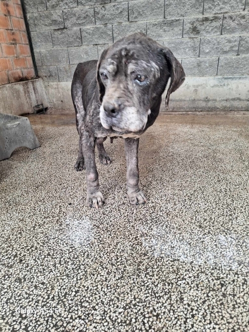 კანე კორსო ზესტაფონი