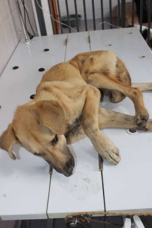 მეტისი უსახელო