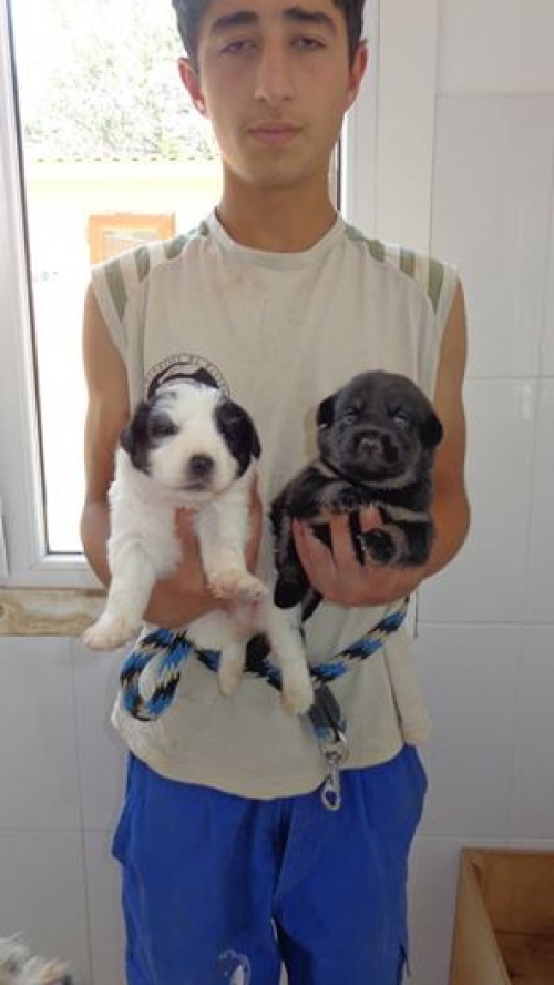 მეტისის ლეკვები უსახელოები