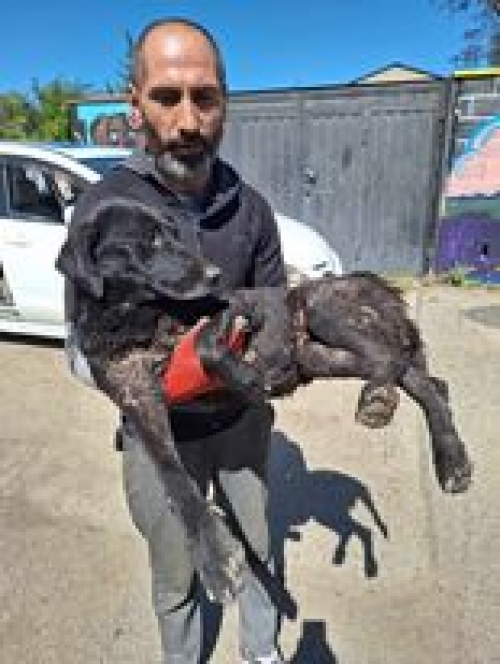 მეტისი ვარკეთილი 3 გახოკიძეს ქუჩა მე 4 პროფილაქტიკა.