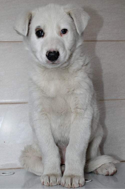 ქართული ქოფაკი უსახელო