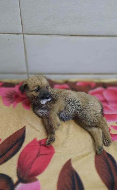 მეტისი აეროპორტის გზა