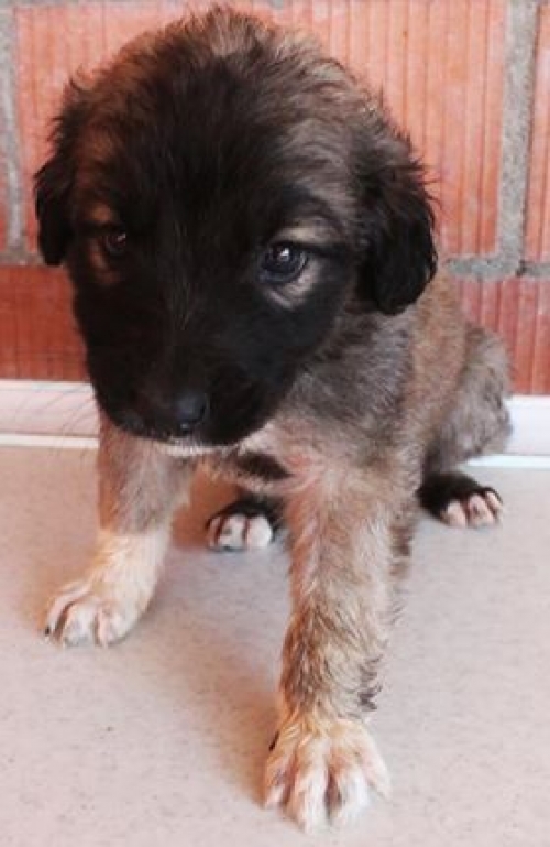 მეტისი უსახელო