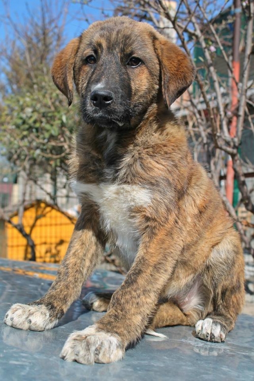 სემბერნერის მეტისი მურა