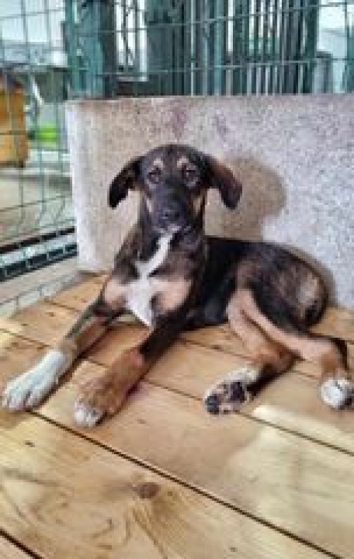 მეტისი პოლიციის ქუჩა