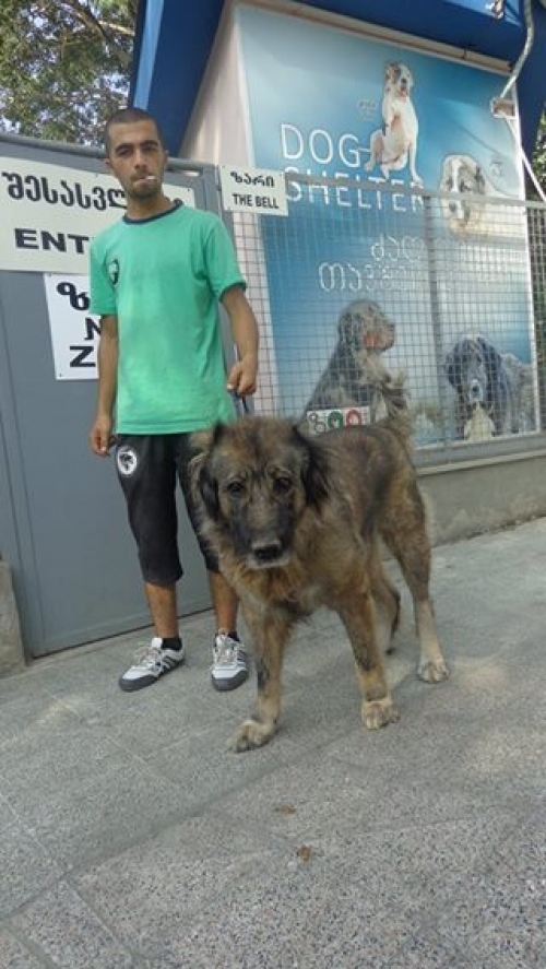 კავკასიური ნაგაზი ბომბორა