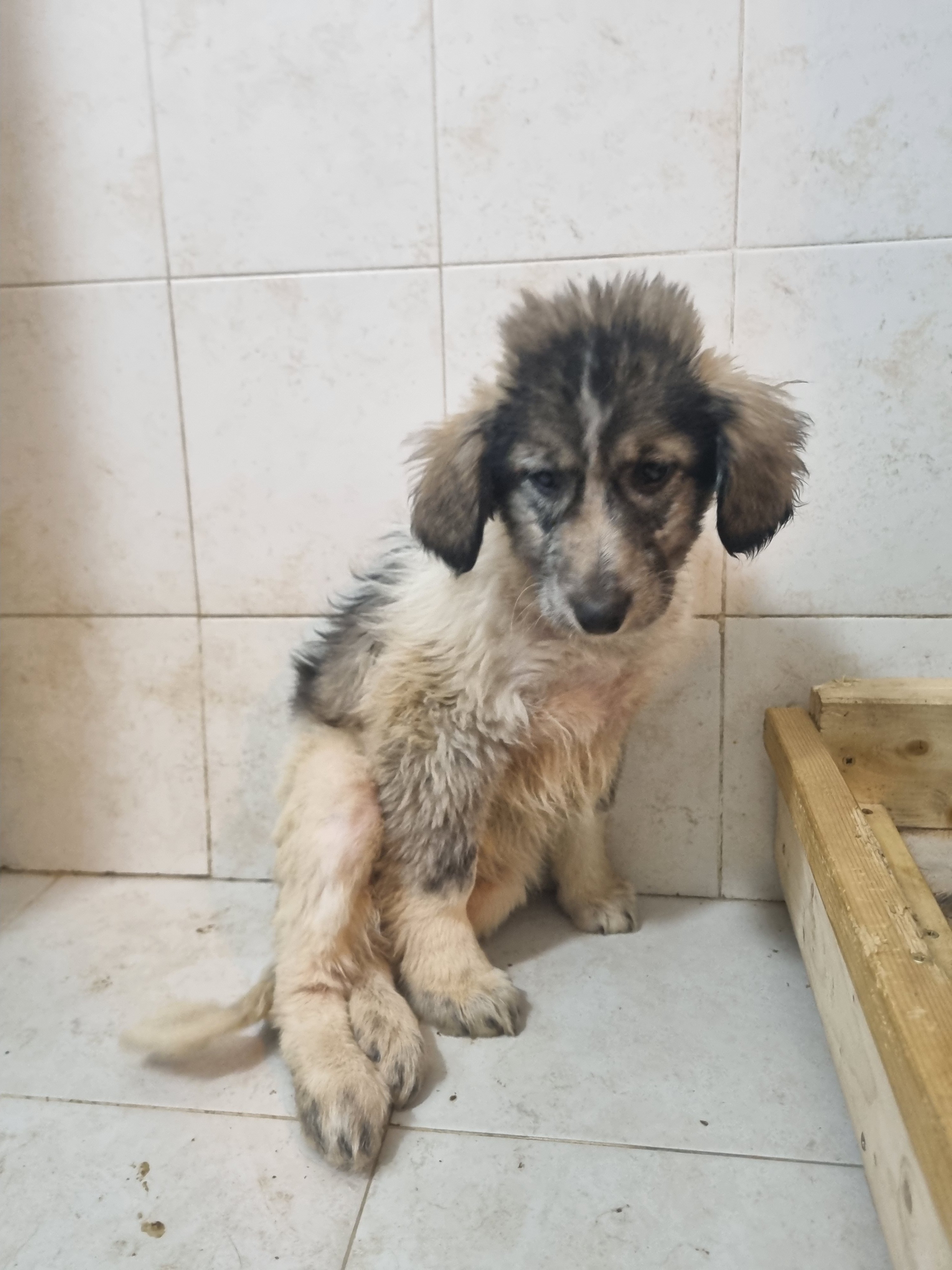 მეტისი. ავტობანი