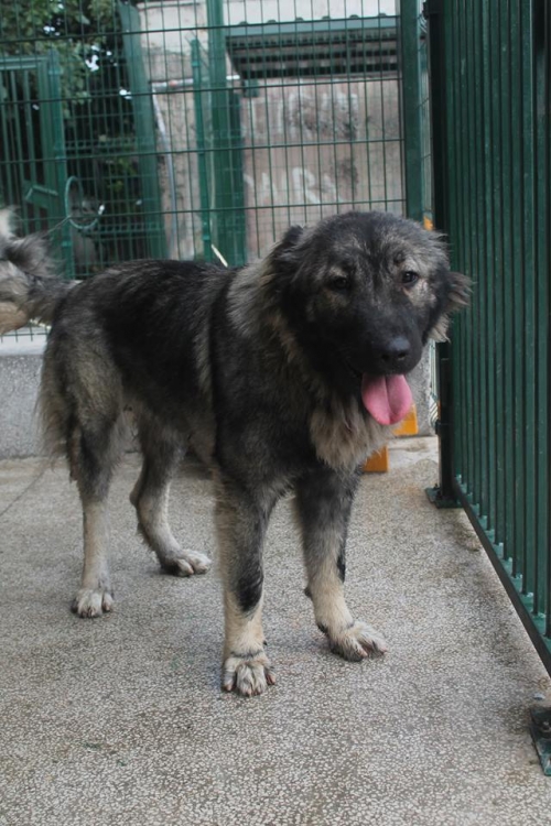 ქართული ნაგაზი უსახელო