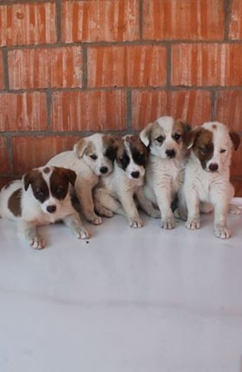 მეტისის ლეკვები უსახელო