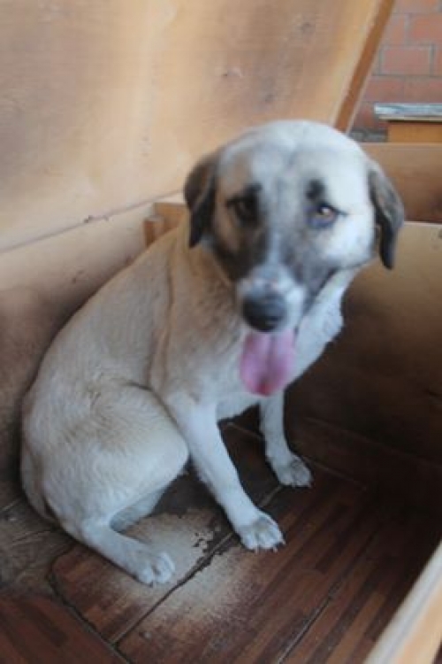 მეტისი უსახელო