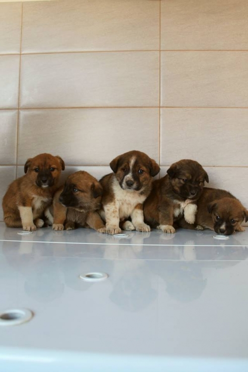 მეტისის ლეკვები უსახელო