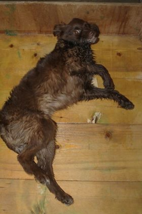 მეტისი უსახელო