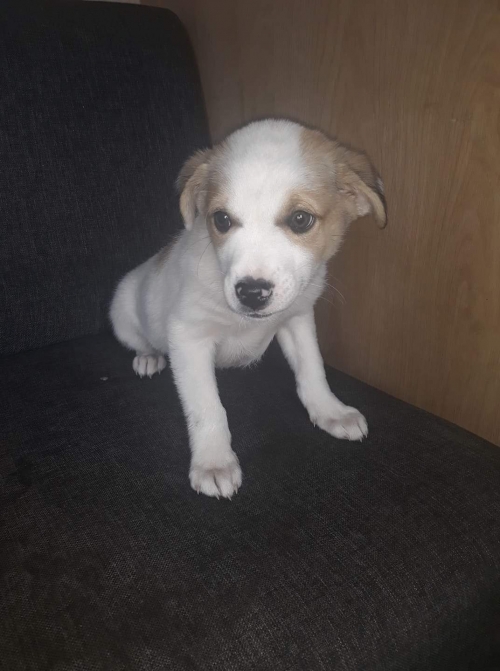 მეტისი შინდისი