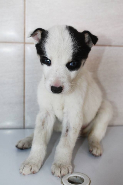 მეტისი უსახელო