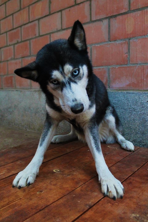 ლაიკა უსახელო