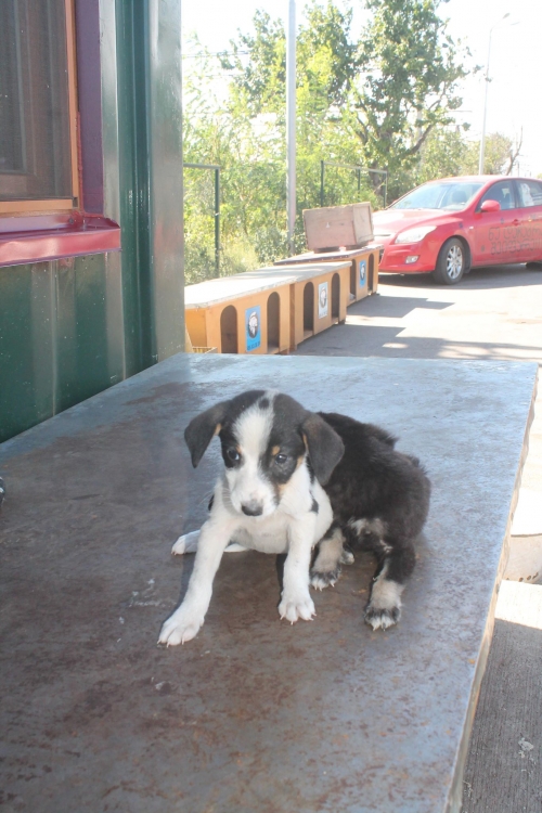 მეტისი უსახელო