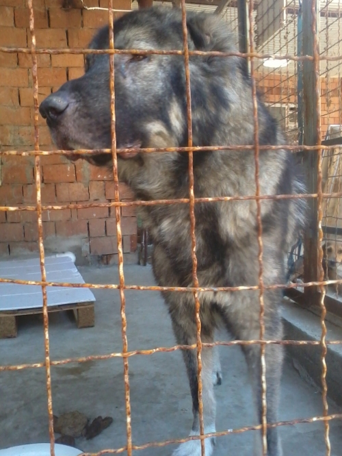 კავკასიური ნაგაზი ბომბორა