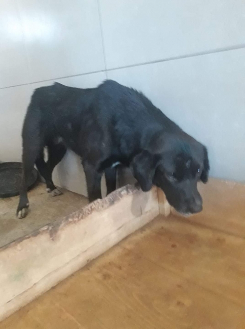 მეტისი უსახელო